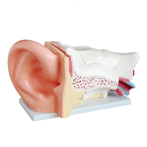New Style Giant Ear Model