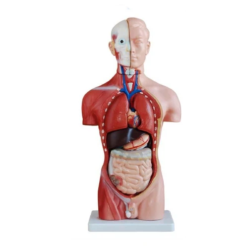 42CM Male Torso 13 Parts