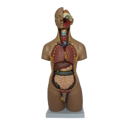 55CM Unisex Torso 20 Parts