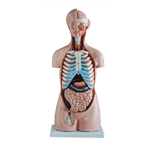85CM Sexless Torso 20 Parts