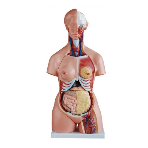 85CM Tri-sex Torso 21 Parts