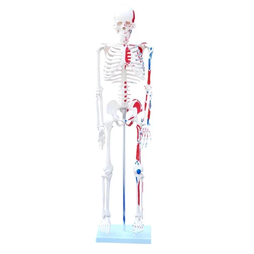 85cm Skeleton with Painted Muscles