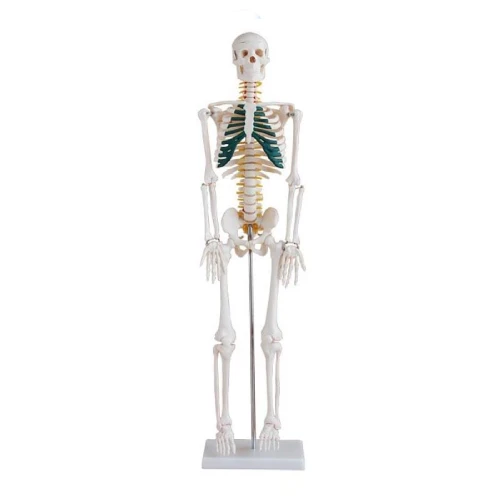 85cm Skeleton with Spinal Nerves