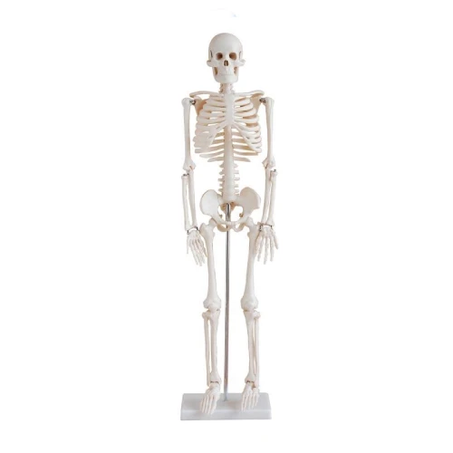 85cm Skeleton