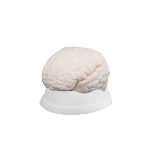 Brain Model