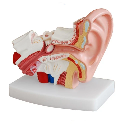 Desktop Ear Model