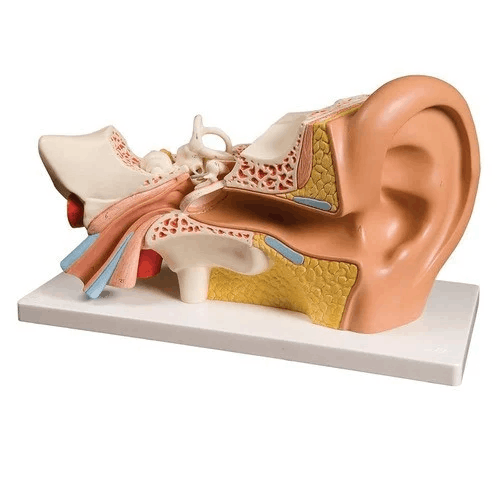 Human Ear Model For Nursing College