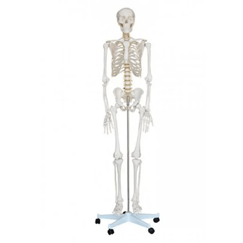 Human Skeleton With Stand for Nursing Colleges
