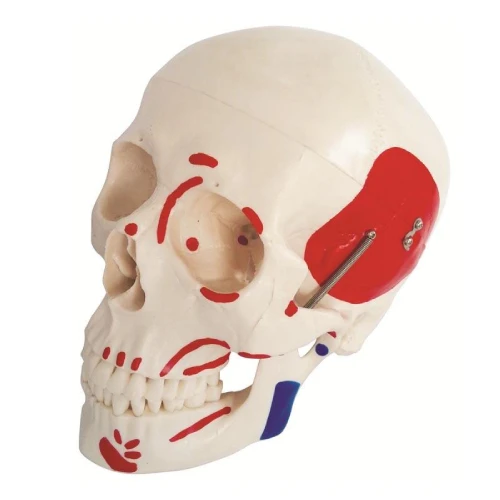Life-Size Skull with Painted Muscles