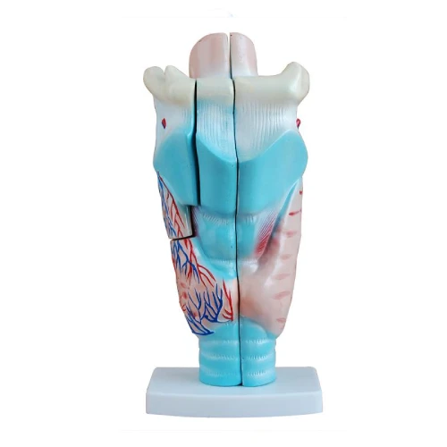 Magnified Human Larynx Model