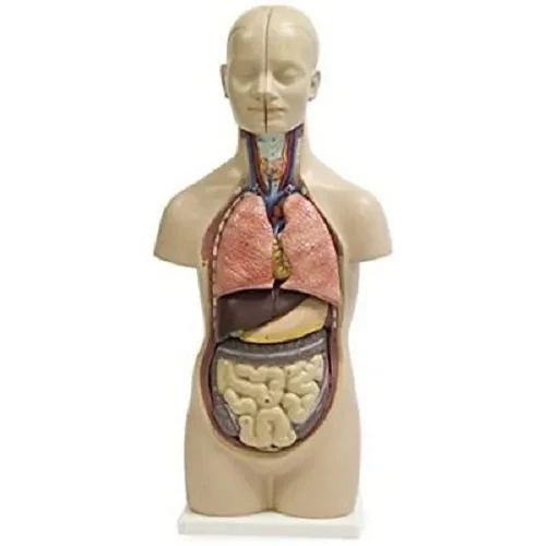 Male Female Torso