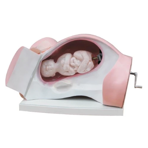 Model of Course of Delivery