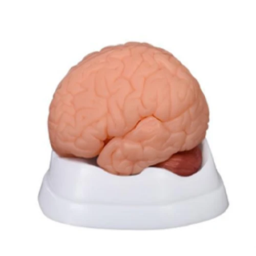 New Style Brain Model 9 Parts