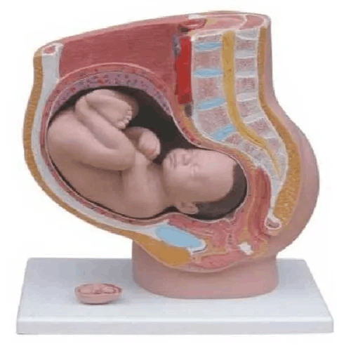 Pelvis Female With Fetal Skull For Nursing Colleges