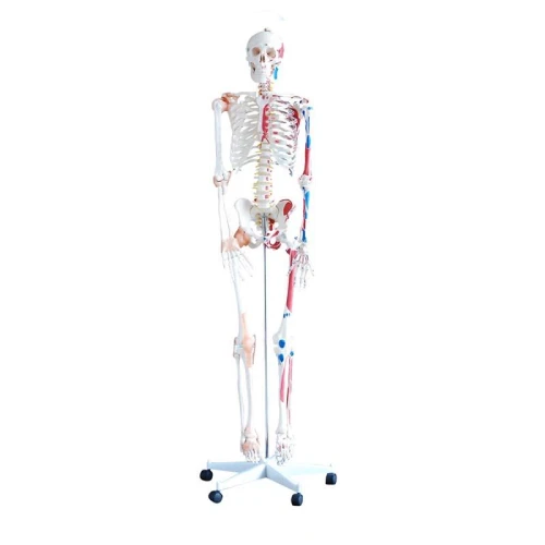 Skeleton with Muscles and Ligaments 180cm Tall