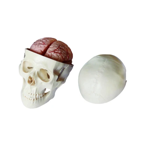 Skull Model with 8 Parts Brain