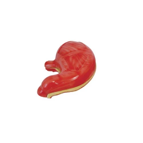 Stomach Model