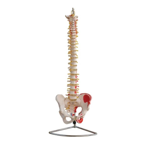 Vertebral Column with Pelvis and Painted Muscles