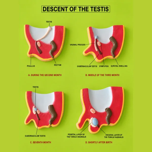 3D Descent of Testis Embryology Model