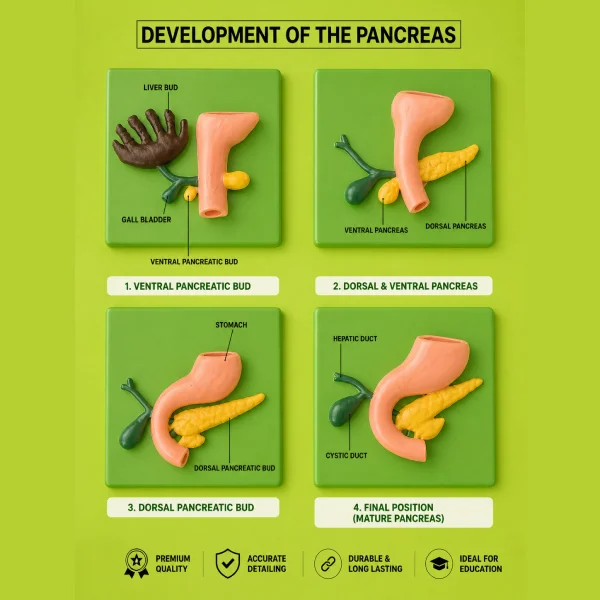 3D Pancreas Development Embryology Model