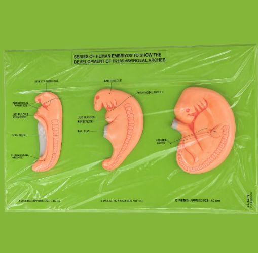 Human Embryo Development Model