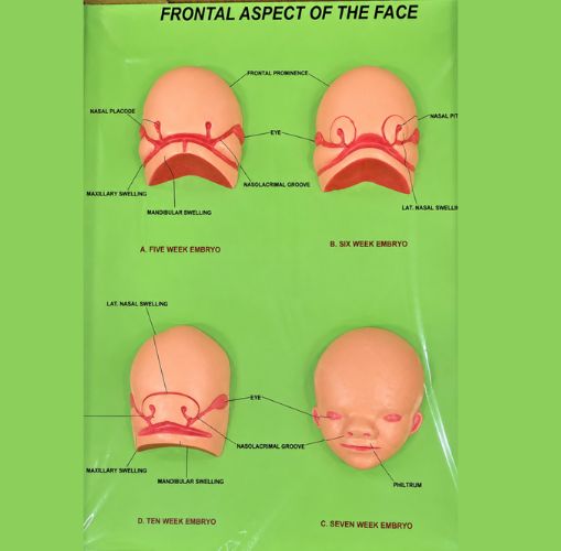 Frontal Aspect of Face Embryo Development Model