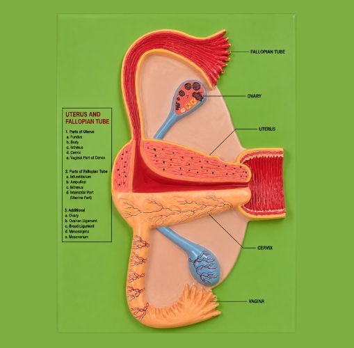 Female Reproductive System Anatomical Model