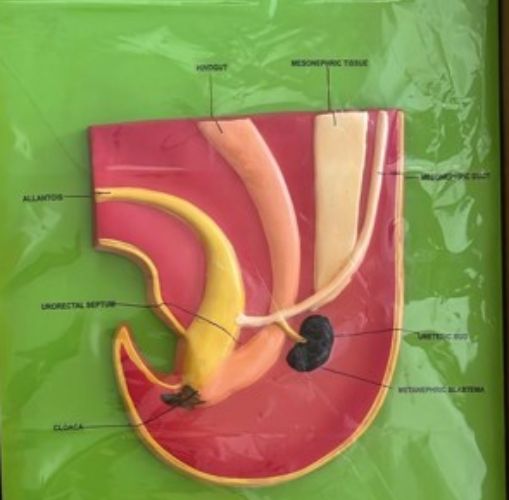 Human Embryo Cloaca Development Model